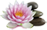 small lotus with stones