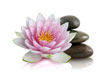 pink flower with stones